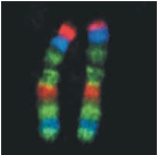   The figure above represents A)  ​individual genes from an asexual worm. B)  ​maternal chromosomes that are identical. C)  ​paternal chromosomes that are identical. D)  ​homologous chromosomes. E)  nonhomologous chromosomes.​ 