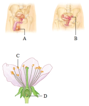 Figure 12.3    -Which letter(s)  in the accompanying figure represents the anther? A)  ​A B)  ​B C)  ​C D)  ​D E)  ​both C and D 
