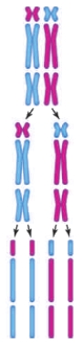 Figure 12.7    -The accompanying illustration shows one possible outcome of the random alignment of homologous chromosomes at metaphase I. How many OTHER possible arrangements exist? A)  ​none B)  ​one C)  ​two D)  seven E)  ​eight 