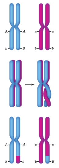 <strong>Figure 12.6 The accompanying figure illustrates ____.</strong> A) anaphase I B) metaphase I C) metaphase II D) crossing over E) migration