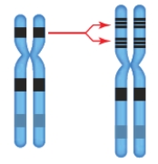 Figure 14.8    -The accompanying figure represents which chromosomal change? A)  ​inversion B)  ​deletion C)  ​duplication D)  ​translocation E)  ​aneuploidy 