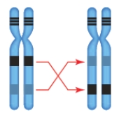   -The accompanying figure represents which chromosomal change? A)  ​inversion B)  ​deletion C)  ​duplication D)  ​translocation E)  ​aneuploidy 