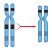   -The accompanying figure represents which chromosomal change? A)  ​inversion B)  ​deletion C)  ​duplication D)  ​translocation E)  ​aneuploidy 