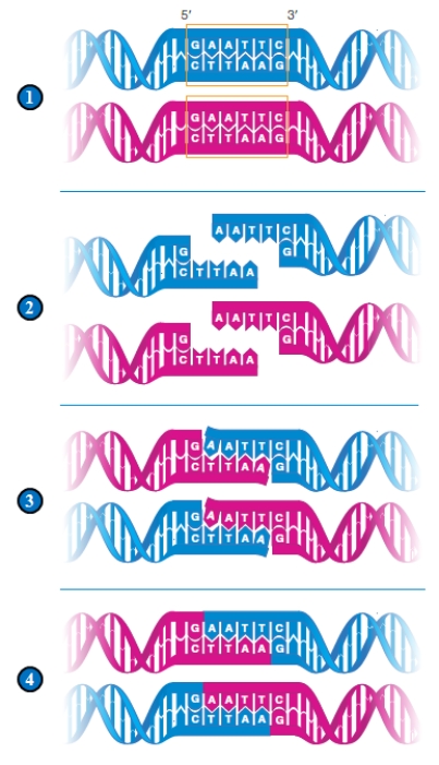 Figure 15.2 ​     The following questionsrefer to the figure above illustrating the initial steps in the formation of recombinant DNA. -In panel 4, the base-paired DNA fragments are joined together with ____. A)  ​DNA polymerase B)  ​RNA polymerase C)  ​reverse transcriptase D)  ​DNA ligase E)  ​restriction endonuclease 