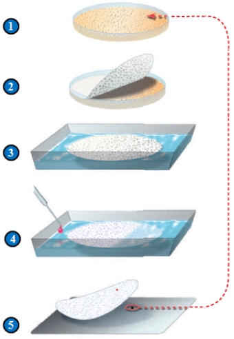 Figure 15.5    -In step 2 (above)  in the identification of the colony that contains a targeted gene, ____. A)  ​bacterial cells are cloned B)  ​bacterial colonies are transferred C)  ​bacterial cells are ruptured D)  ​DNA is lysed E)  ​cells with the targeted gene are identified 