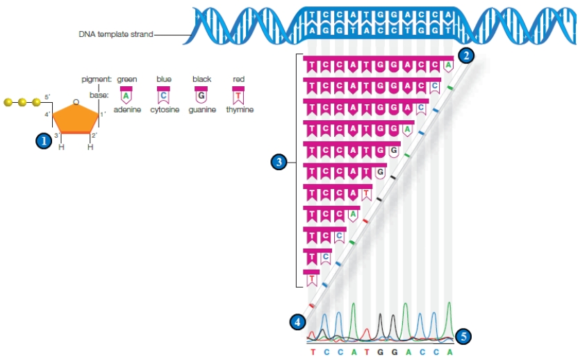 Figure 15.7    -The accompanying figure illustrates ____. A)  ​the production of recombinant DNA B)  probing for transferred genes C)  ​DNA fingerprinting D)  ​DNAsequencing E)  ​producing radioactive probes 
