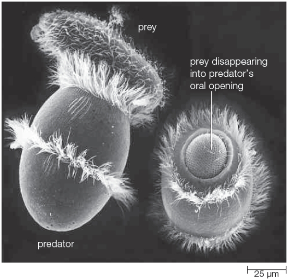 Figure 21.11 ​    -The organism in the accompanying figure belongs to which group?​ A)  ​excavates B)  ​alveolates C)  ​stramenopiles D)  ​green algae E)  ​rhizarians 