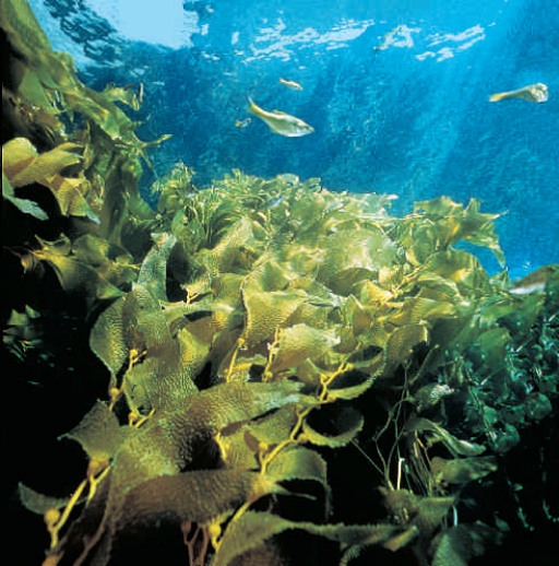 Figure 21.17A    -The kelp shown in the accompanying figure represents the ____ stage in its life cycle. A)  ​spore-bearing B)  ​gamete-forming C)  ​haploid D)  ​motile E)  ​feeding 