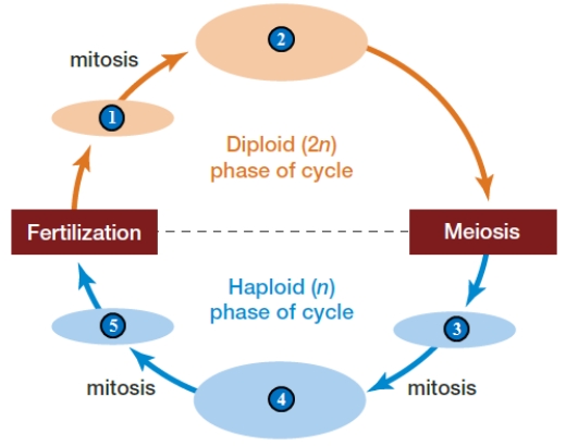    Following Question refer to the above figure. -In the accompanying figure, which of the following represents a multicellular, haploidreproductive stage? A)  ​1 B)  ​2 C)  ​3 D)  ​4 E)  ​5 