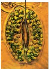   -Four of these statements are true about the structure in the image above. Which statement is FALSE?​ A)  ​It is used for reproduction. B)  ​It is used for gas exchange. C)  ​It is used for water conservation. D)  ​It extends across the cuticle. E)  ​It is a stoma. 