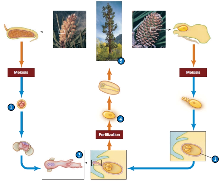 ​     Refer to the figure above for questions -Which numbered item in the accompanying figure above represents microspores? A)  ​1 B)  ​2 C)  ​3 D)  ​4 E)  ​5 