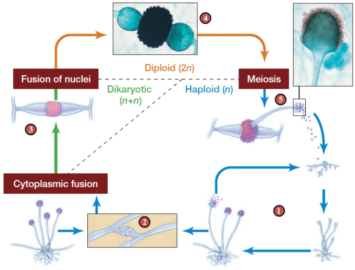 Figure 23.6 ​     Refer to the acocmpanying figure for questions -The structure labeled  4  in the figure is a(n)  ____. A)  ​asexual spore B)  ​haploid spore C)  ​zygospore D)  ​gamete E)  ​spore sac 