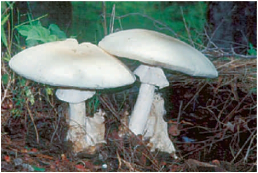   -The accompanying figure is of one of the most poisonous mushrooms. Four of the following statements about this fungus are true. Which is the exception? A)  ​Its spores are created by mitosis. B)  ​It is called the death cap. C)  ​It is often mistaken for a puffball. D)  ​It kills by causing liver and kidney failure. E)  ​It is a club fungus. 