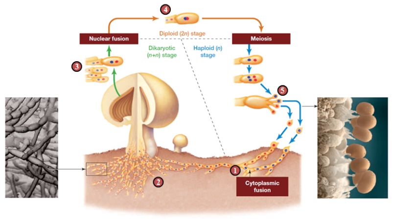  -The structures labeled  5  in the figure are ____. A)  ​Zygospores B)  ​haploid spores C)  ​Ascospores D)  ​Gametes E)  ​Zygotes 