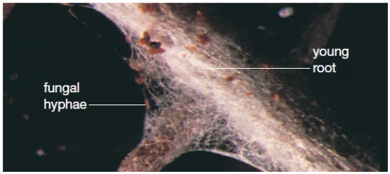 Figure 23.16A​    -Four of the following statements are true of the organism depicted in the figure above. Which one is the exception? A)  ​It represents a symbiotic relationship. B)  ​It contains two different organisms. C)  ​It decreases the absorptive surface of the partner. D)  ​It can live in harsh climates. E)  ​It can break down the bedrock it colonizes. 