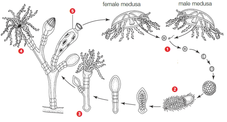 Figure 24.10    -In the accompanying figure, a feeding individual in the mature colony is identified by the number A)  ​1 B)  ​2 C)  ​3 D)  ​4 E)  ​5 