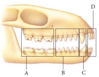    Use the figure above to answer questions -The letter  C  in the accompanying figure represents which teeth?​ A)  ​incisors B)  ​molars C)  ​canines D)  ​premolars E)  ​grinders 