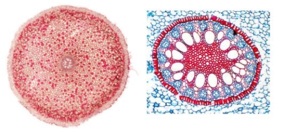Figure 27.13    -The accompanying figure shows a cross-section through the vascular cylinder of a(n)  ____. A)  ​monocot stem B)  ​eudicot stem C)  ​monocot root D)  ​eudicot root E)  ​eudicot leaf vein 