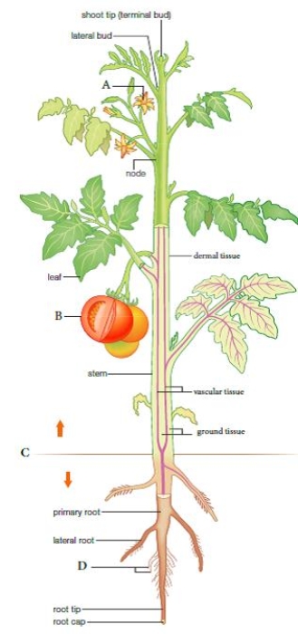 ​Labeling. The following statements refer to the figure below showing the general body plan of a plant. Figure 27.2    -The sexual organs of the plant are contained in the structure labeled __________. 