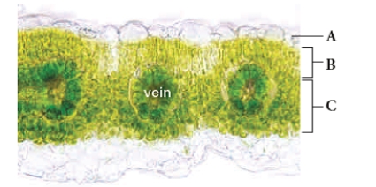 Figure 27.10A​     Labeling. The following statements refer to the accompanying figure showing the fine structure of a leaf -Epidermis is labeled ____. 