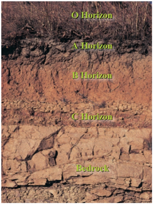 Figure 28.2 ​ The following two questions refer to the accompanying figure illustrating soil horizons.​    -Which soil horizon has no organic matter or weathered rock?​ A)  ​O Horizon B)  ​A Horizon C)  ​B Horizon D)  ​C Horizon E)  ​bedrock 