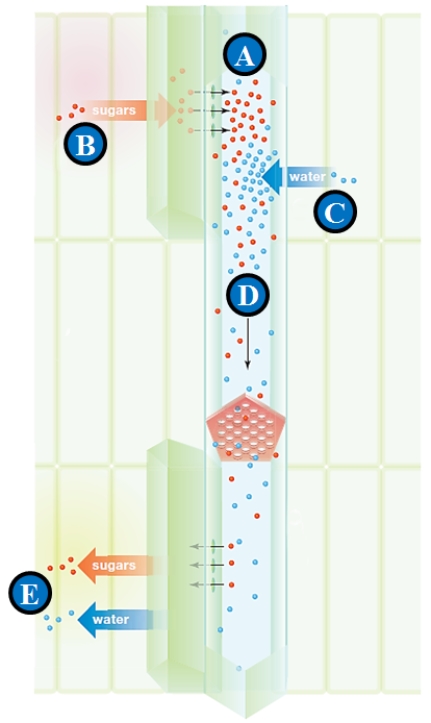 <strong>Figure 28.14 The following three questions refer to the accompanying figure illustrating transport in phloem. Companion cell assisted loading of organic compounds is indicated by letter ____.</strong> A) A B) B C) C D) D E) E
