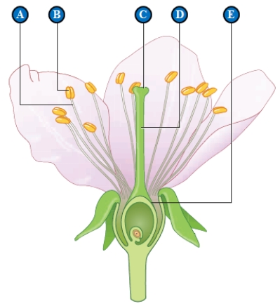 Figure 29.2A Use the accompanying figure to answer the following question.   -The letter  D  in the above figure represents the ____. A)  ​style B)  ​ovary C)  ​stigma D)  ​anther E)  ​filament 
