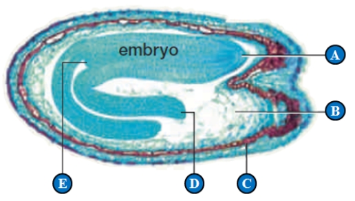 Figure 29.12 C Use the accompanying figure of a Capsella seed to answer the following three questions.   -The embryonic shoot tip is indicated by the letter ____. A)  ​A B)  ​B C)  ​C D)  ​D E)  ​E 