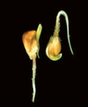   -The effect of directional growth shown in the accompanying figure is known to be caused by ____. A)  ​thigmotropism B)  ​gravitropism C)  ​abscisic acid D)  ​salicylic acid E)  ​vernalization 
