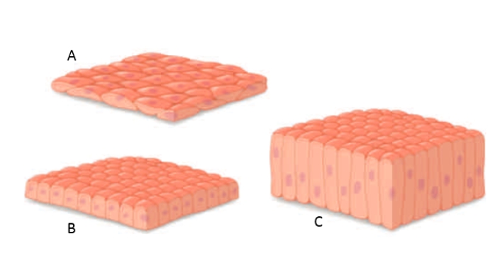 Figure 31.6     Answer the following question with reference to the above figure of epithelial tissues. -Which tissue lines the gut? A)  ​A B)  ​B C)  ​C 