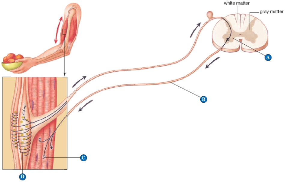    Use the figure above showing a reflex arc to answer the following question. -A region where neurotransmitter molecules stimulate a neuron is indicated by the letter _____. A)  ​A B)  ​B C)  ​C D)  ​D E)  C and D 