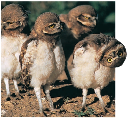Figure 33.8    -Refer to the accompanying photograph. Which statement best explains why the owl has its head almost upside down? A)  ​Photoreceptors are concentrated near the bottom of the eye. B)  ​Photoreceptors are concentrated near the top of the eye. C)  ​Loud music from a passing car has caused damage to the sense of balance. D)  ​An obstruction in its ear has caused this instinctual behavior. E)  ​The presence of prey above has caused this physical alert. 