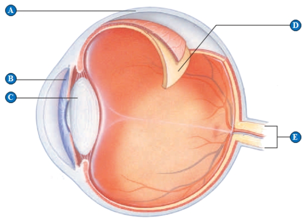 Figure 33.14​ ​     Use the accompanying figure to answer the following  question.​ -The retina is indicated by the letter ____. A)  ​A B)  ​B C)  ​C D)  ​D E)  ​E 