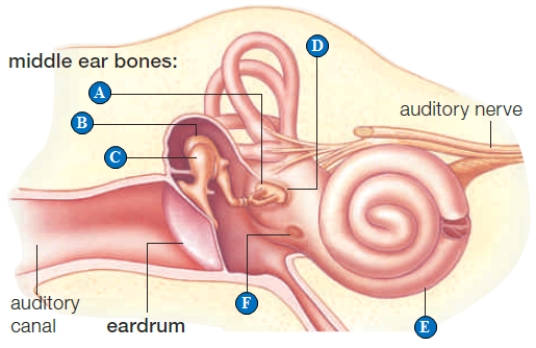Figure 33.21 (part 2)      Use the accompanying figure to answer the following question. -The bones that amplify sound reaching the eardrum are indicated by the letters ____. A)  ​A and B B)  ​A, B, and C C)  ​B and C D)  ​C and D E)  ​C, D, and F 