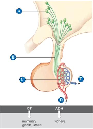 Figure 34.5A ​     Use the posterior pituitary function illustration above to answer the following question. -The releasing site for the hormones of this figure is indicated by the letter ____. A)  ​A B)  ​B C)  ​C D)  ​D E)  ​E 