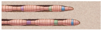 Figure 35.5    -What type of skeleton is found in an earthworm, as illustrated in the accompanying figure?​ A)  ​cartilaginous B)  ​bone C)  ​hydrostatic D)  ​chitinous E)  exoskeleton​ 