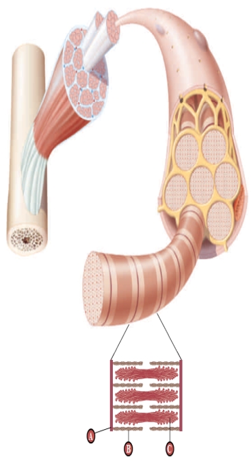<strong>Figure 35.14 ​   Use the structure of a skeletal muscle figure above to answer the following questions. The structure indicated by the letter B above represents ____.</strong> A) ​thin filament B) ​myofibril C) ​myosin D) ​thick filament E) ​muscle fiber <div style=padding-top: 35px> 