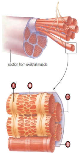 <strong>Figure 35.16   Which of the following is true concerning the pathogen that causes tetanus?​</strong> A) ​The bacteria are airborne. B) ​The bacteria are spread by respiration. C) ​The pathogen is a virus. D) ​The bacteria tend to colonize wounds. E) ​The toxin produced by the pathogen prevents muscle contraction. <div style=padding-top: 35px> 