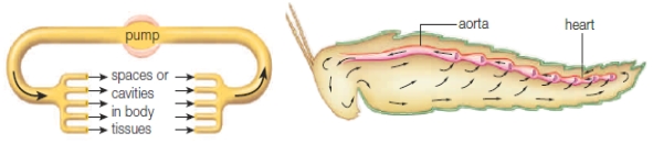 Figure 36.2A    -Circulation in the above diagram functions primarily as a(n)  ____. A)  ​closed circulatory system B)  ​open circulatory system C)  ​semi-closed circulatory system D)  ​system of exchange using capillaries E)  ​continuous system of vessels 
