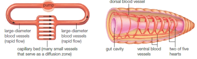   -Circulation in the accompanying diagram functions primarily as a(n)  ____. A)  ​an open circulatory system B)  ​system consisting of mostly of tissue spaces C)  ​closed circulatory system D)  ​interstitial fluid system E)  ​three-directional system 