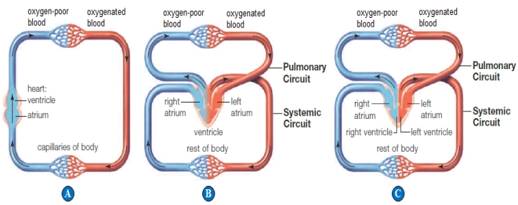    Use the figure above to answer the following questions. -A circulatory system that allows some mixing of oxygenated and oxygen-poor blood is indicated by the letter(s)  ____. A)  ​A only B)  ​B only C)  ​C only D)  ​A and B only E)  ​B and C only 