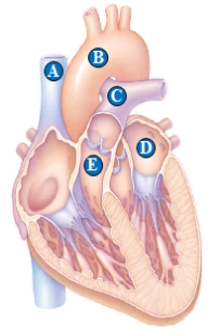 ​     Use the figure above to answer the following questions. -The valve between  C  and  E  is the ____. A)  ​right AV valve B)  ​pulmonary vein C)  left AV valve​ D)  ​pulmonary valve E)  aortic valve​ 