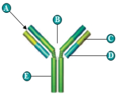 Figure 37.10A ​   The following question refer to the antibody structure figure above. -What is characteristic of adult frogs? A)  ​gills B)  sucking air into their lungs C)  countercurrent exchange D)  pushing air into their lungs E)  drawing water by inhalation across their gills 