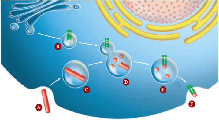 Figure 37.13 ​     Use the figure above depicting antigen processing to answer the following question. -The letter  F  in the accompanying figure represents ____. A)  ​complement B)  ​MHC markers with antigen expressed to the surface of a cell C)  ​lysosome fusing with a phagosome D)  ​plasma membranes fusing E)  MHC recycling​ 