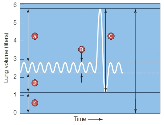 Figure 38.16 ​     The following question refer to the figure above. -Total lung capacity is indicated by ____. A)  ​A + B B)  B + C C)  C + E D)  D + E E)  E + A 