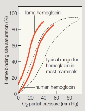   - Rapture of the deep  is characterized by ____. A)  ​increased O₂ in the blood B)  ​altitude sickness C)  ​excess CO₂ in the blood D)  ​excess CO in the blood E)  euphoria​ 