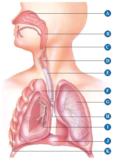   -left lung 