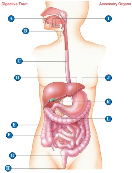 Figure 39.4 ​    -gallbladder​ 