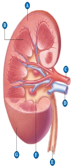    Use the figure above showing of the structure of the human kidney to answer the following question. -Blood flows from the peritubular capillaries to the structure indicated by the letter ____. A)  ​A B)  ​B C)  ​C D)  D​ E)  ​E 
