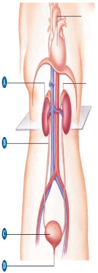   -In the structural figure of a nephron shown above, which part is the glomerulus? A)  ​A B)  ​B C)  ​C D)  ​D E)  ​E 